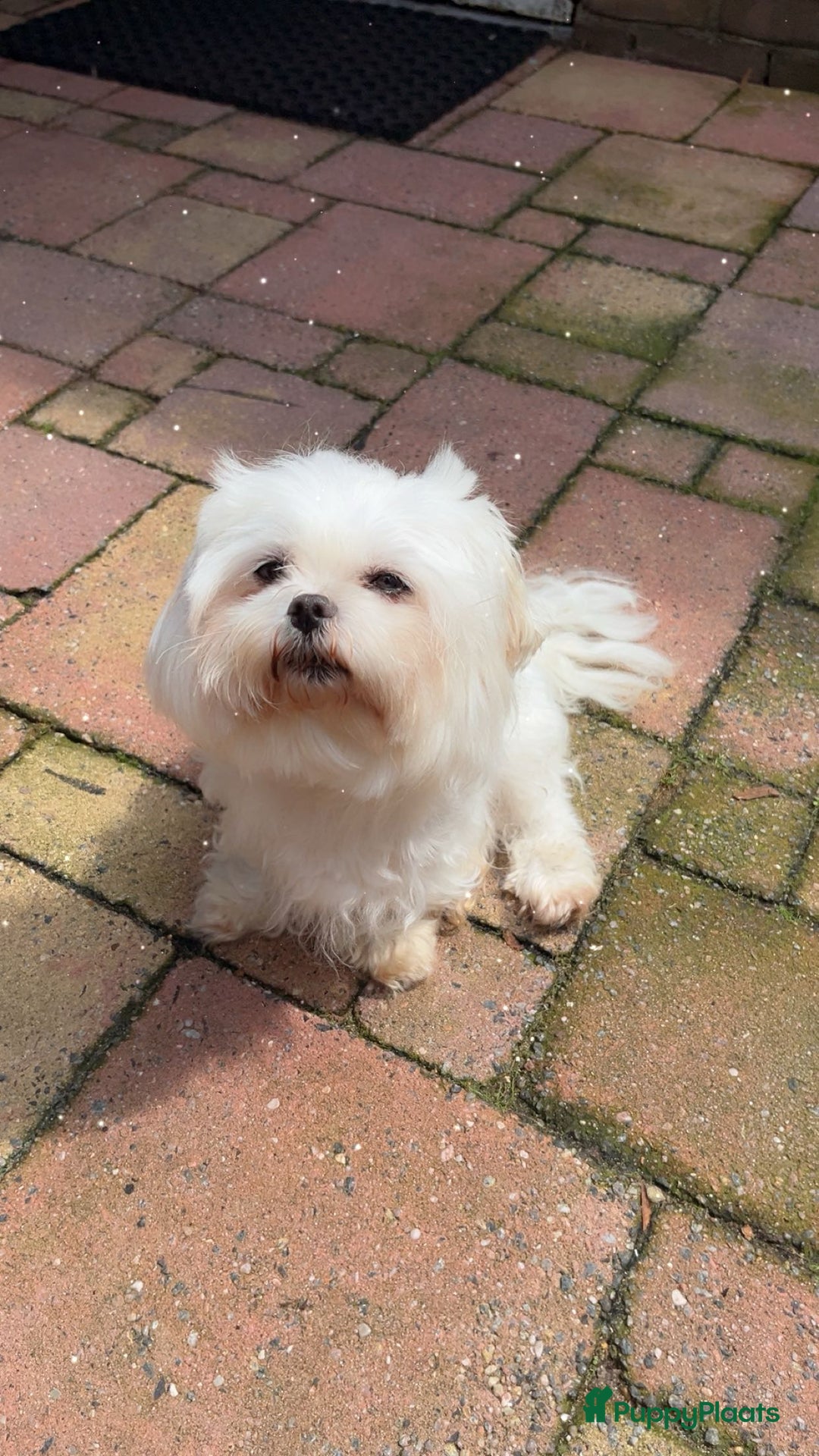 Maltezer honden ter dekking: Maltezer  in Veendam - Afbeelding 10