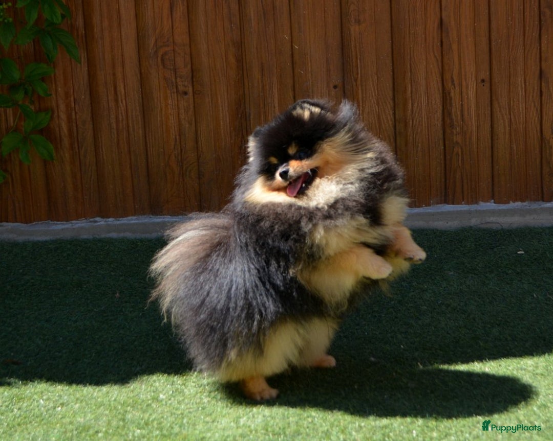Pomeriaan honden te koop: Herplaatser Black & Tan Reutje van 6 jaar - Afbeelding 3
