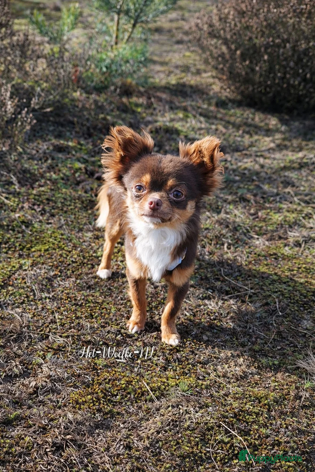 Chihuahua honden ter dekking: Sjefke 🩵 Chihuahua dekreu - Advertentie 2