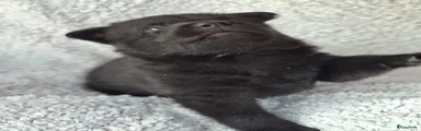 Kruising 2