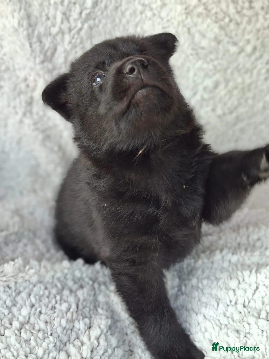 Kruising honden te koop: Duitse herder puppy’s  - Advertentie 13
