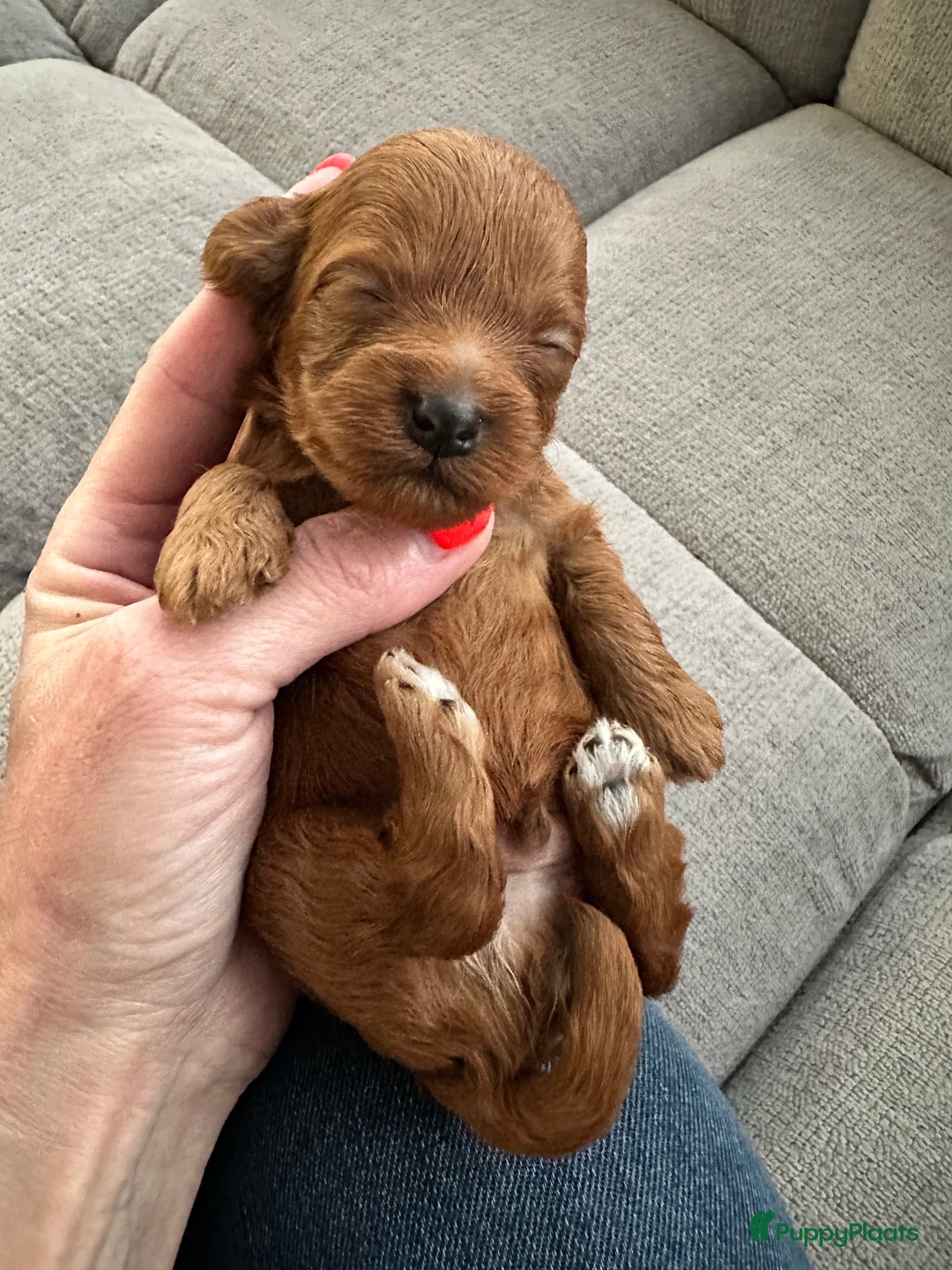 Maltipoo honden te koop: MALTIPOO pups te reserveren bijna 5 weken oud - Advertentie 10