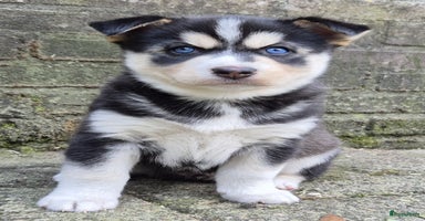 Pomsky honden - Advertentie 2