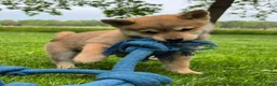 Kruising honden te koop: Shiba inu pups 8 weken (kwart pomeriaan) - Advertentie 10