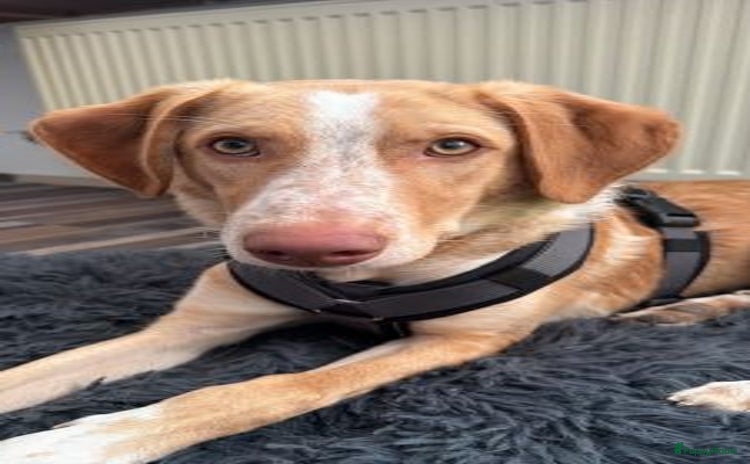 Kruising honden - Advertentie 10