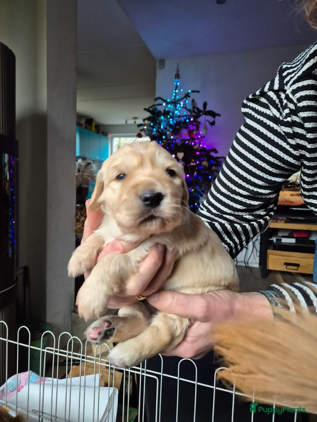Golden Retriever honden te koop: Lieve golden Retriever puppies - Advertentie 15
