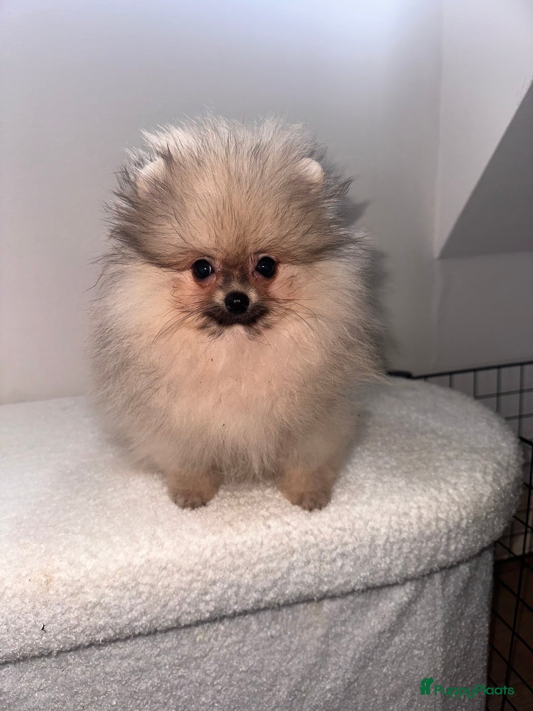 Pomeriaan honden te koop: Pomeriaan pups bearface - Afbeelding 1