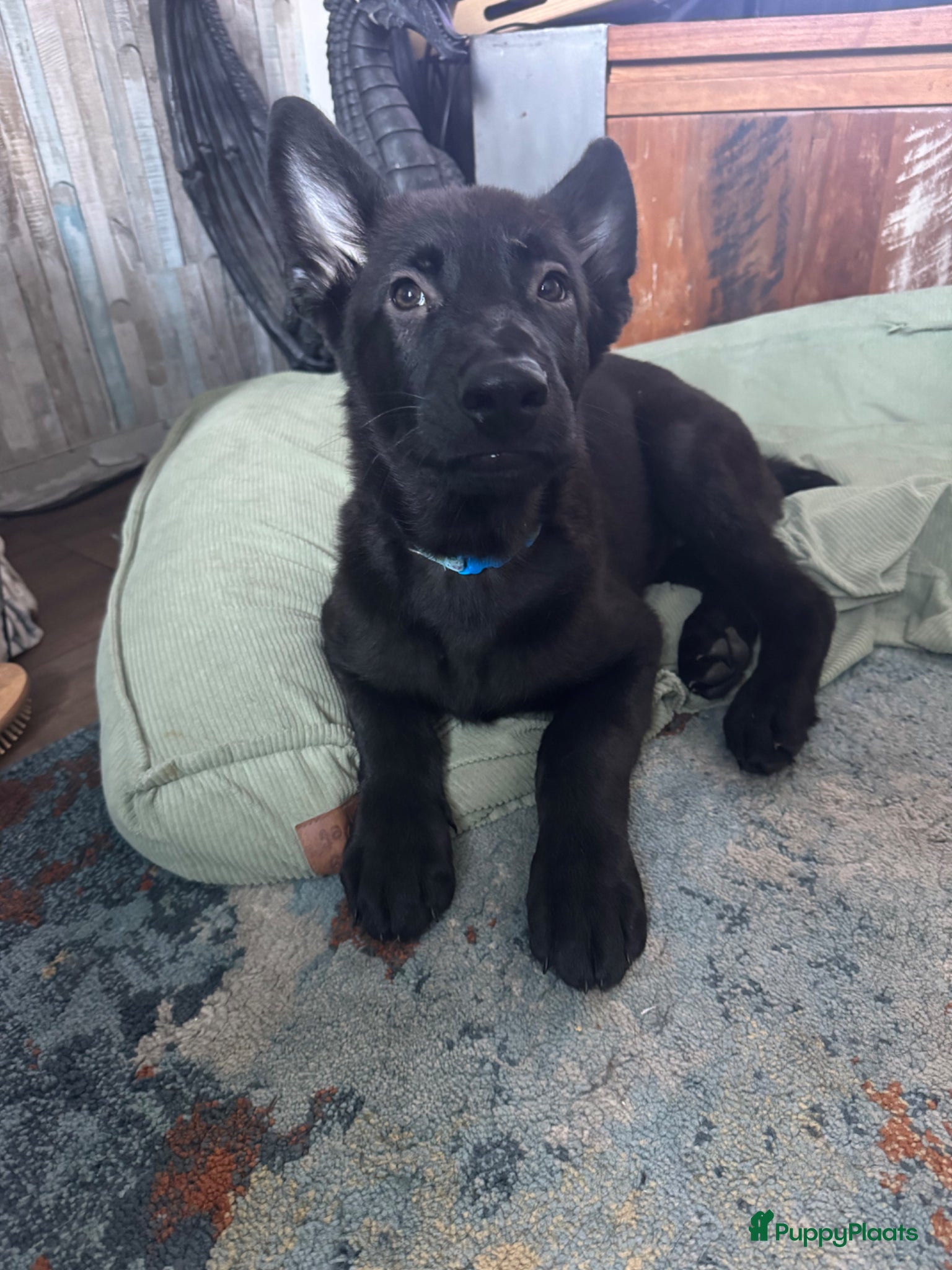 Duitse Herder honden 3 male Veo shephers  - Advertentie 2