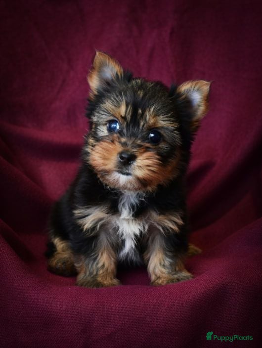 Yorkshire Terriër honden Yorkshire Terrier - Advertentie 1
