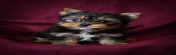 Yorkshire Terriër honden te koop: Yorkshire Terrier - Advertentie 1