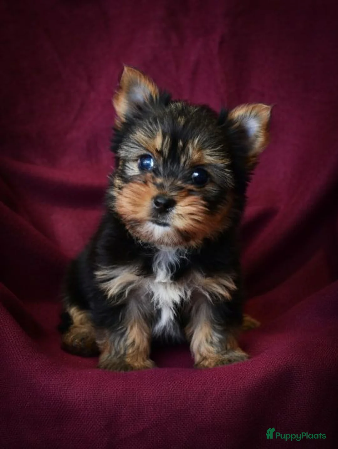 Yorkshire Terriër honden te koop: Yorkshire Terrier - Advertentie 1