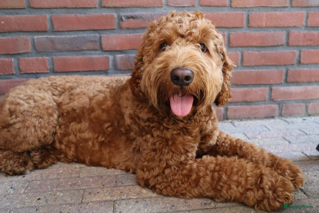 Australian Labradoodle honden te koop: Labradoodle pups verwachtte grootte 44 cm in Rijssen - Advertentie 24