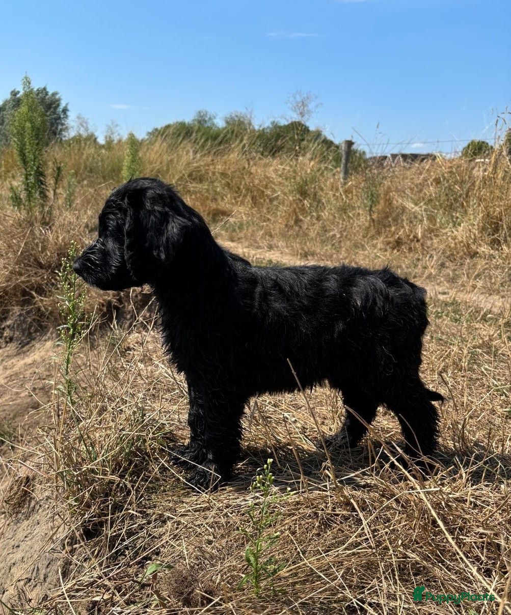 Labradoodle honden Labradoodle / 'Dubbel Doodle' pups geboren! - Advertentie 1
