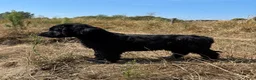 Labradoodle honden te koop: Labradoodle X Australian Goldendoodle / double   - Advertentie 8