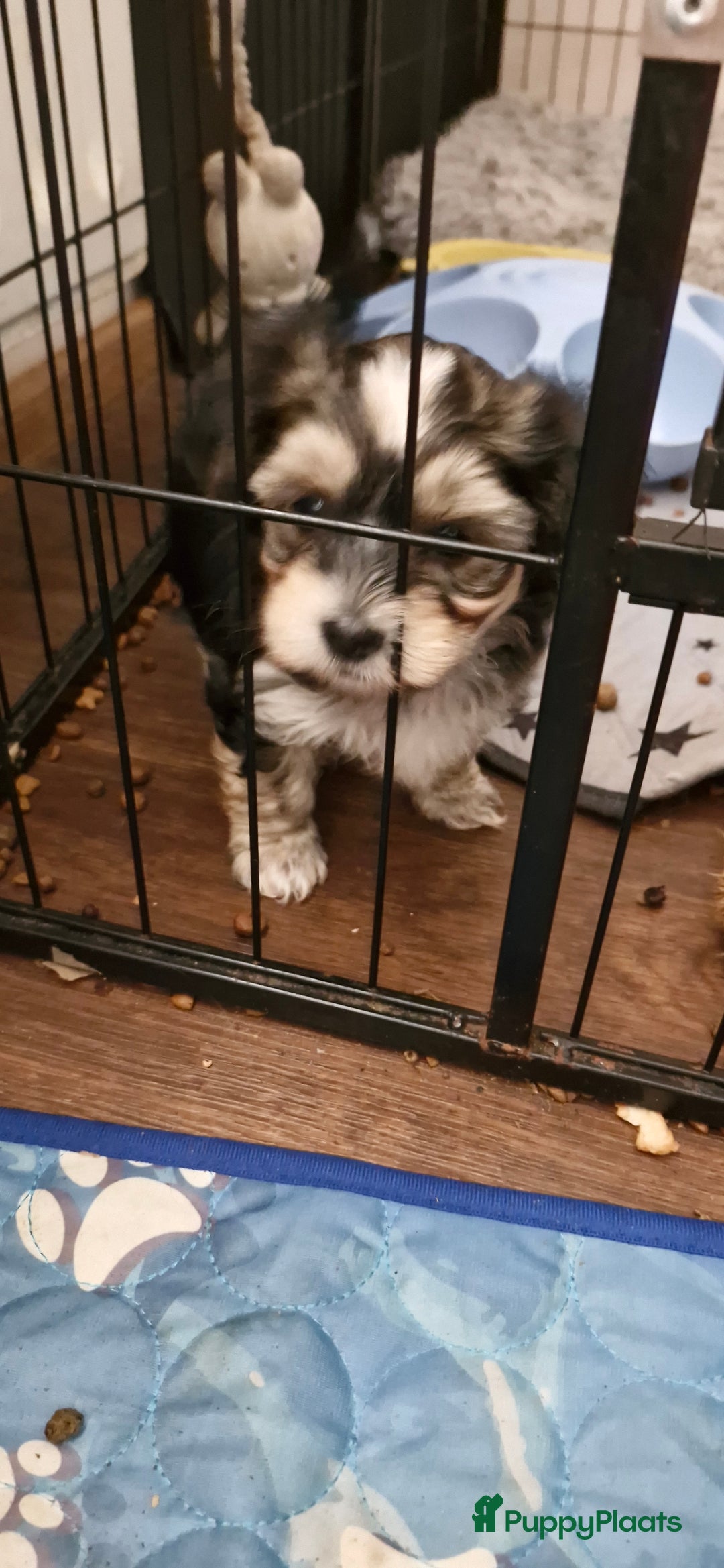 Morkie honden te koop: Morkie - Advertentie 8