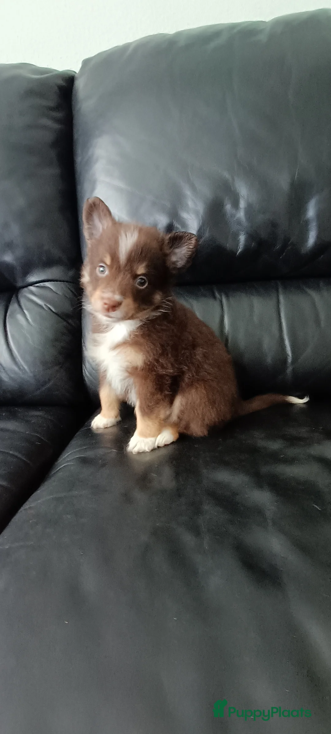 Kruising honden te koop: Chihuahua mix pups 3 reutjes - Advertentie 4