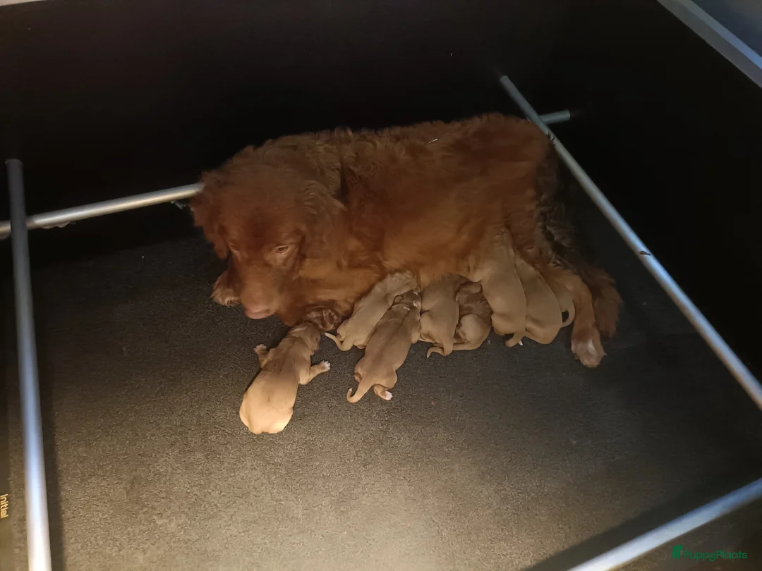 Nova Scotia Duck Tolling Retriever honden te koop: Speelse Nova Scotia Duck Tolling Retriever pups  - Advertentie 37