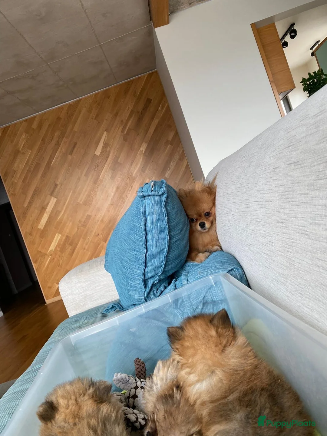 Pomeriaan honden te koop: Raszuivere Pomeranian puppies te Koop - Advertentie 6