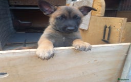Mechelse Herder honden te koop: Puppy's Mechelse herder - mogen naar nieuw huisje - Afbeelding 3