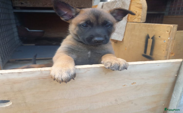 Mechelse Herder honden - Advertentie 4