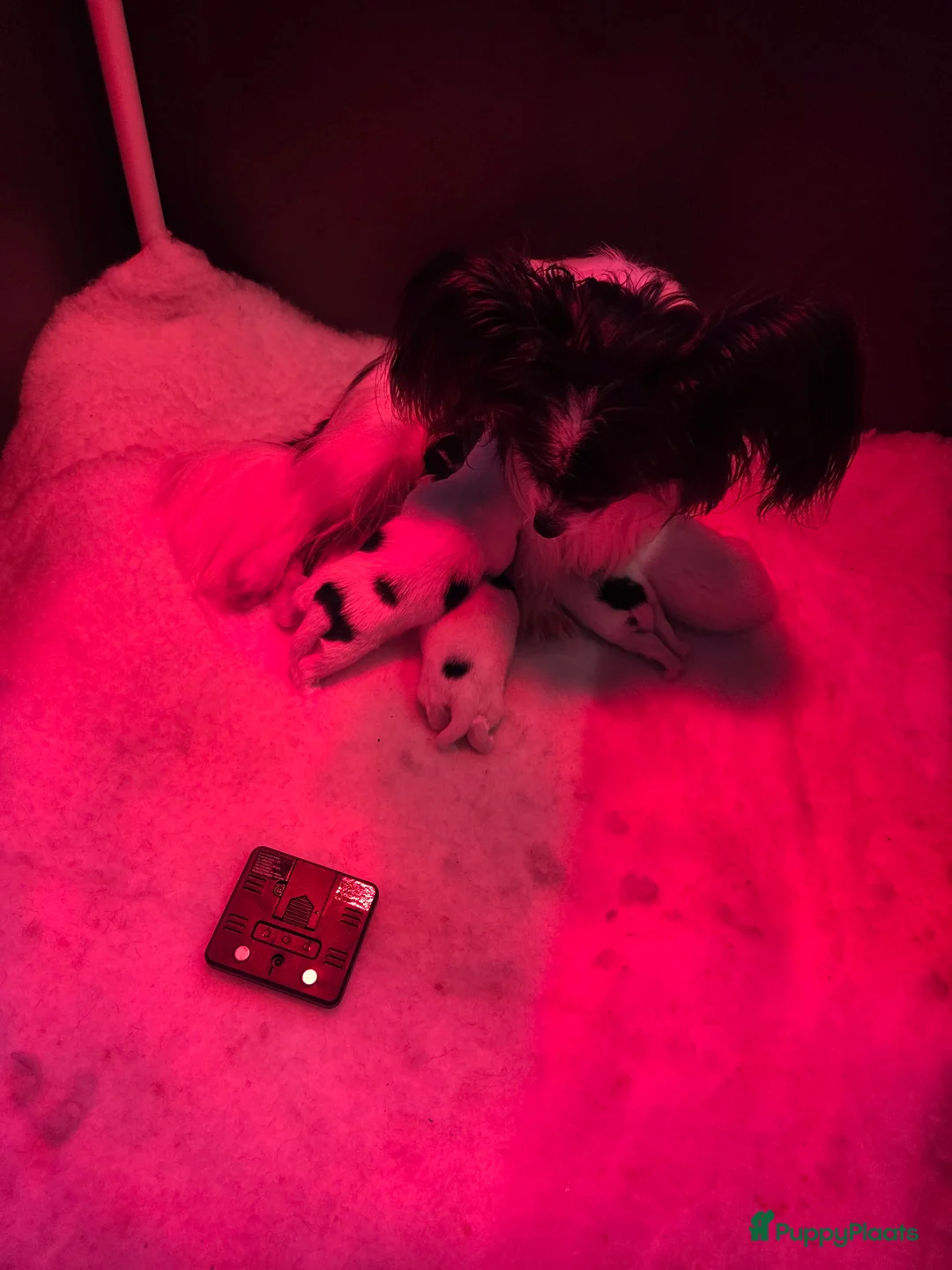 Vlinderhondje honden te koop: Vlinderhond papillon reutjes beschikbaar FCI in De Zilk - Advertentie 2