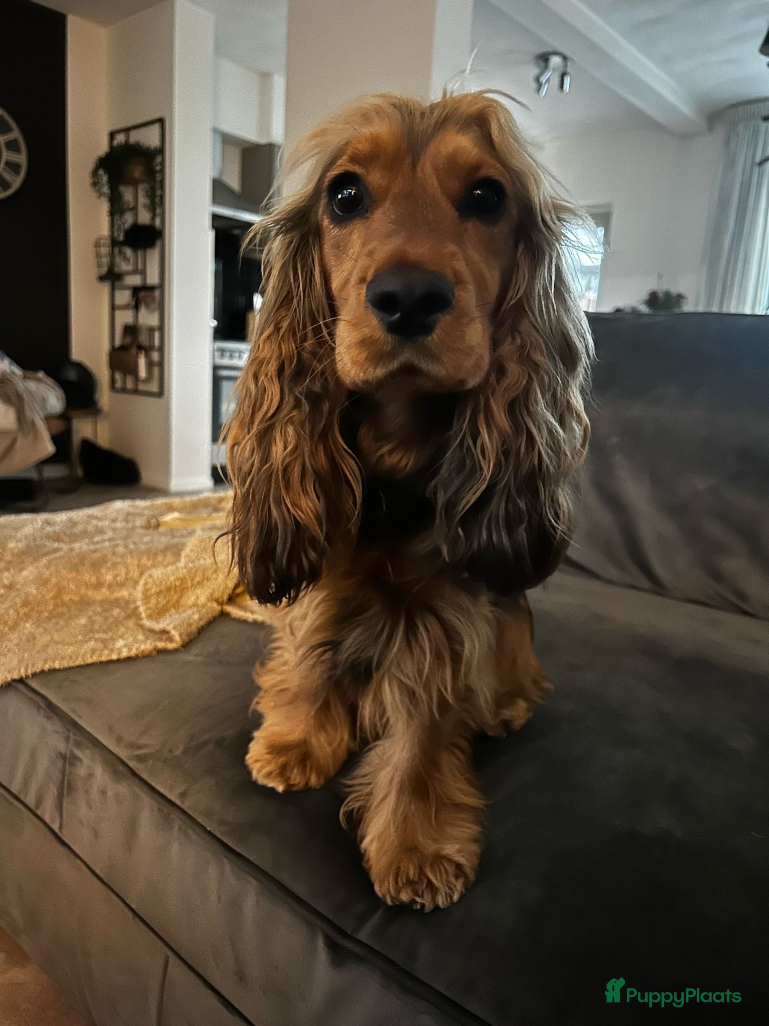 Cockapoo honden Cockapoo pups - Advertentie 1