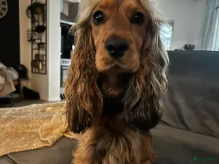 Cockapoo honden Cockapoo pups - Advertentie 1