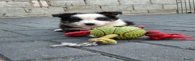 Border Collie 4