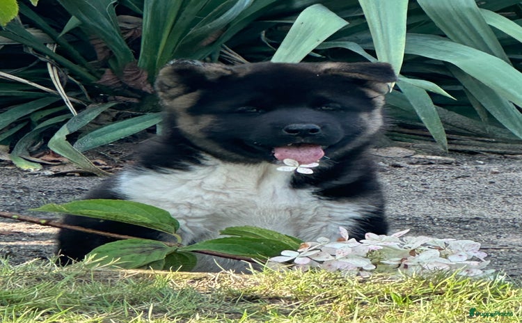American Akita honden - Advertentie 2