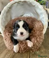 Australian Shepherd Puppy 5