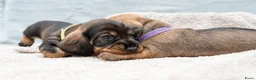 Ruwhaar Teckel honden te koop: Prachtige Ruwharige Teckel pups - Advertentie 7