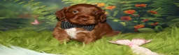 Australian Labradoodle honden te koop: 1 teefje en 3 reutjes Australian labradoodle pups - Advertentie 6