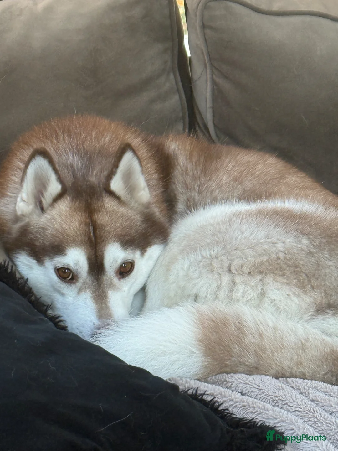 Pomsky honden te koop: Pomsky pups beschikbaar  in Valthermond - Advertentie 1