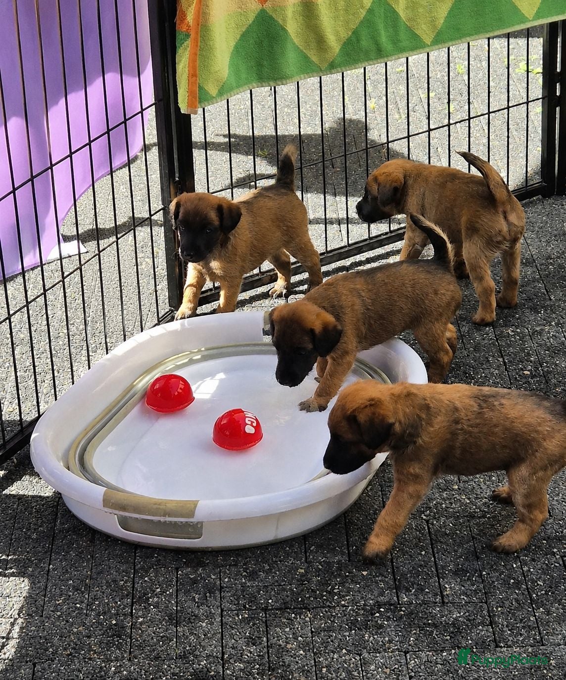 Border Terriër honden WESTFALEN TERRIER  1 REU BESCHIKBAAR  - Advertentie 18