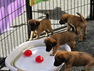 Border Terriër honden WESTFALEN TERRIER 1 REU BESCHIKBAAR - Advertentie 18
