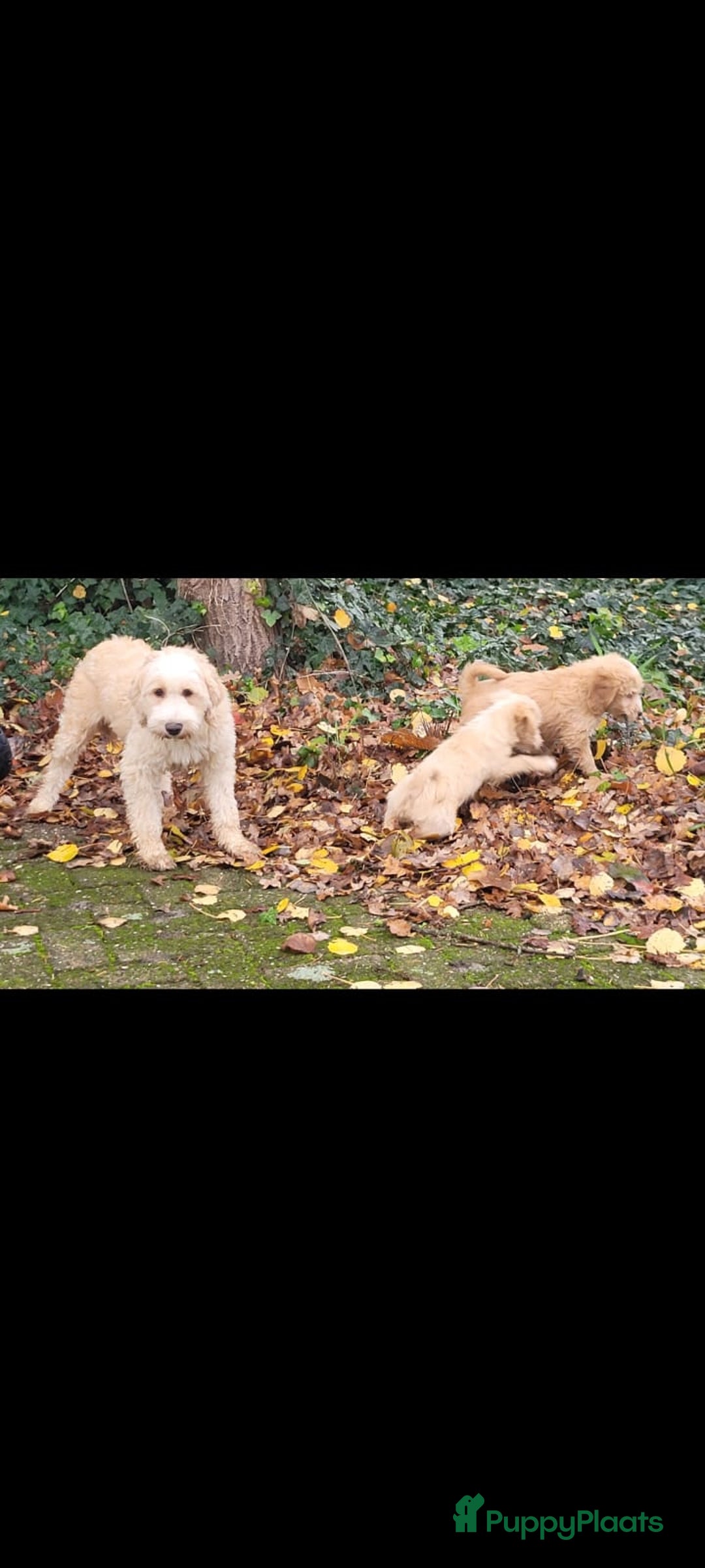 Kruising honden te koop: supergave mini tot middelgrote DOODLE PUPS - Advertentie 6