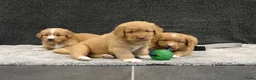 Nova Scotia Duck Tolling Retriever honden te koop: Nova Scotia Duck Tolling Retriever pups # Toller - Advertentie 12