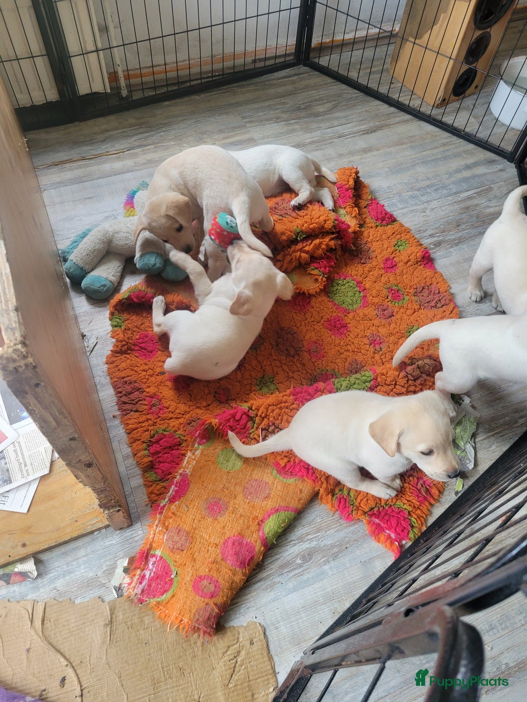 Labrador Retriever honden te koop: Stamboom fieldtrial labrador pups - Advertentie 9