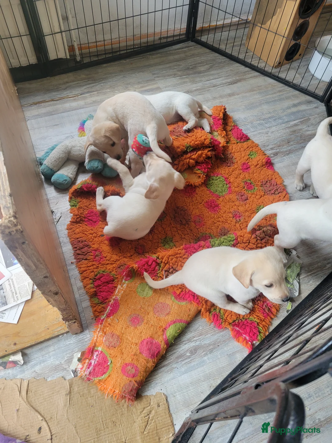 Labrador Retriever honden te koop: Stamboom fieldtrial labrador pups - Advertentie 9