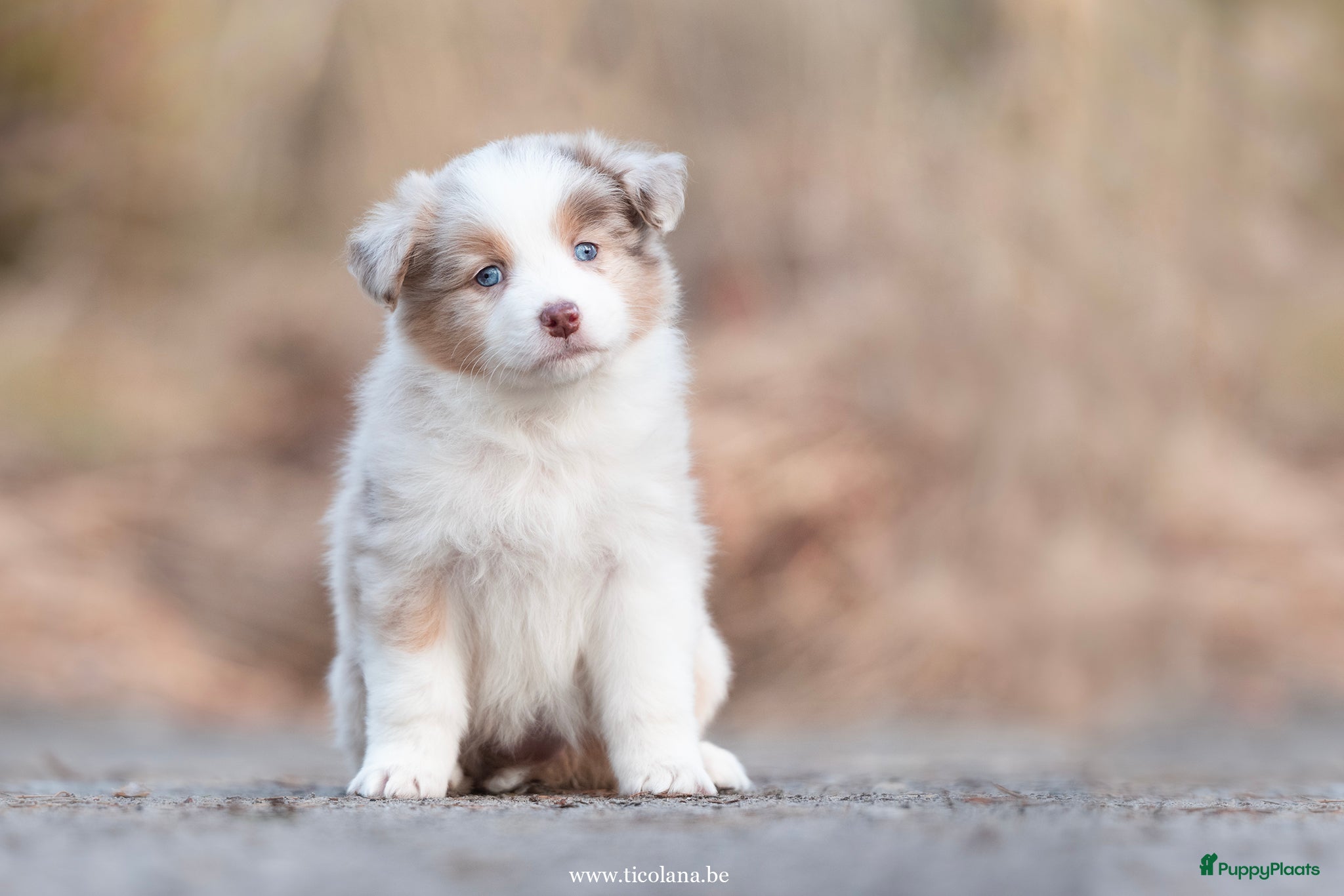 Australian Shepherd honden Australian Shepherd pups - Advertentie 4