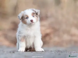 Australian Shepherd honden Australian Shepherd pups - Advertentie 4