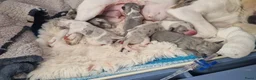 Jack Russel Terriër honden te koop: Blue en silvermerle jackrussell pups - Advertentie 20