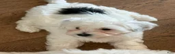 Maltipoo honden te koop: Maltezer X Poedel (Maltipoo) in Ursem - Advertentie 12