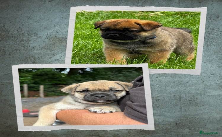 Retromops honden - Advertentie 6