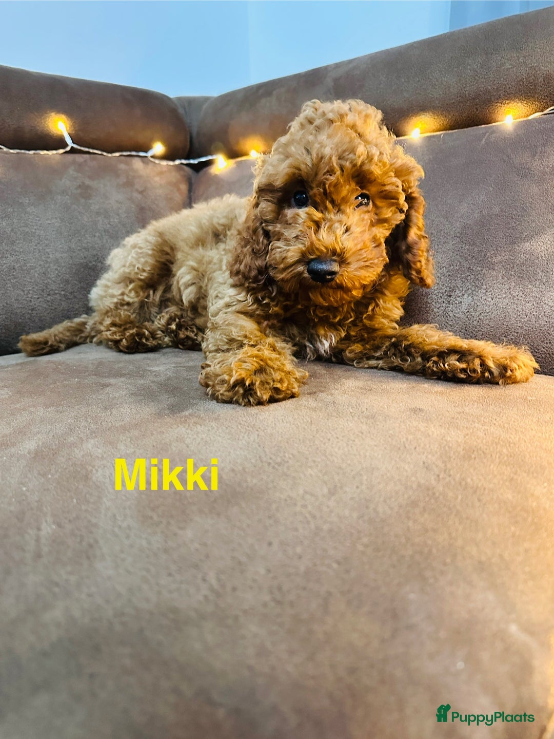 Poedel Toy honden te koop: Toy Poedel puppy’s - Advertentie 11