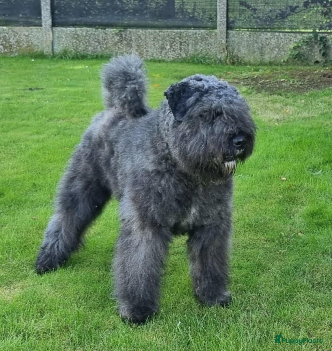 Bouvier des Flandres honden Mooie bouvier pups - Advertentie 2