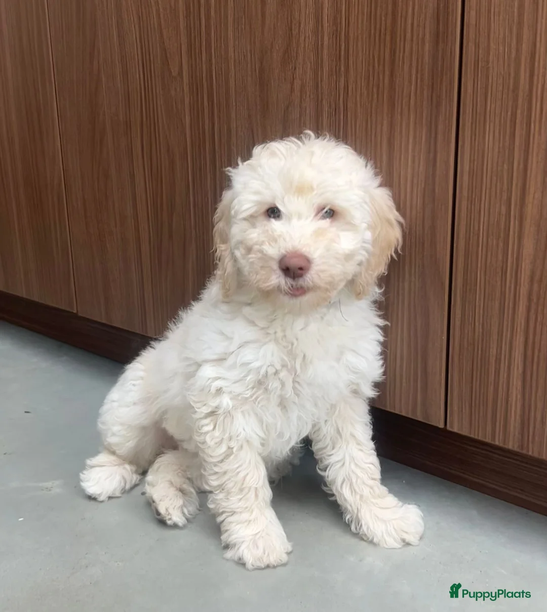 Labradoodle honden te koop: Medium Labradoodle puppy's - Advertentie 8