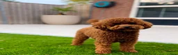 Poedel Toy honden te koop: 2 Toypoedel reutjes - Advertentie 7