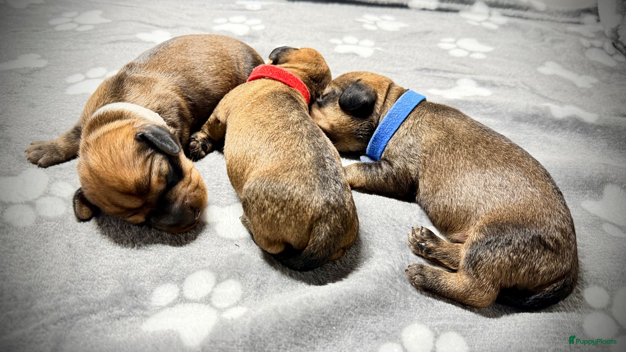 Ruwhaar Teckel honden Rode ruwharige kaninchen teckelpups- met stamboom  - Advertentie 2