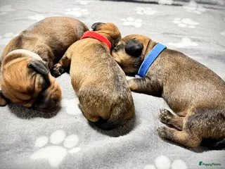 Ruwhaar Teckel honden Rode ruwharige kaninchen teckelpups- met stamboom - Advertentie 2